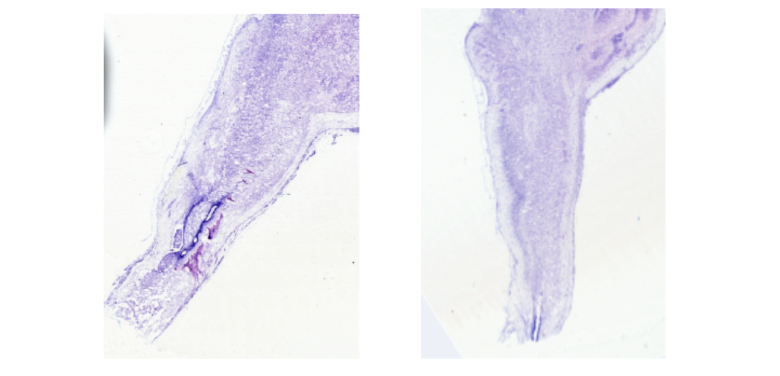 Two side-by-side microscopic images of tissue sections are shown. One image features a purple-stained input sample with distinct structural details, while the other displays a retrieved tissue sample that closely resembles it in staining and shape, illustrating image-to-image retrieval.
